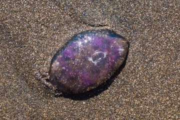 La playa de Melenara se llena de medusas (Foto Antonio Rico)